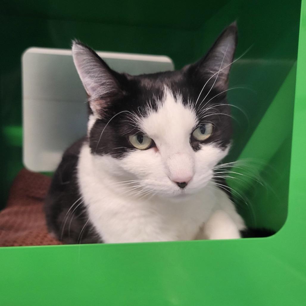 Lady, a Adoptable Domestic Short Hair in Hailey, ID image 5/6