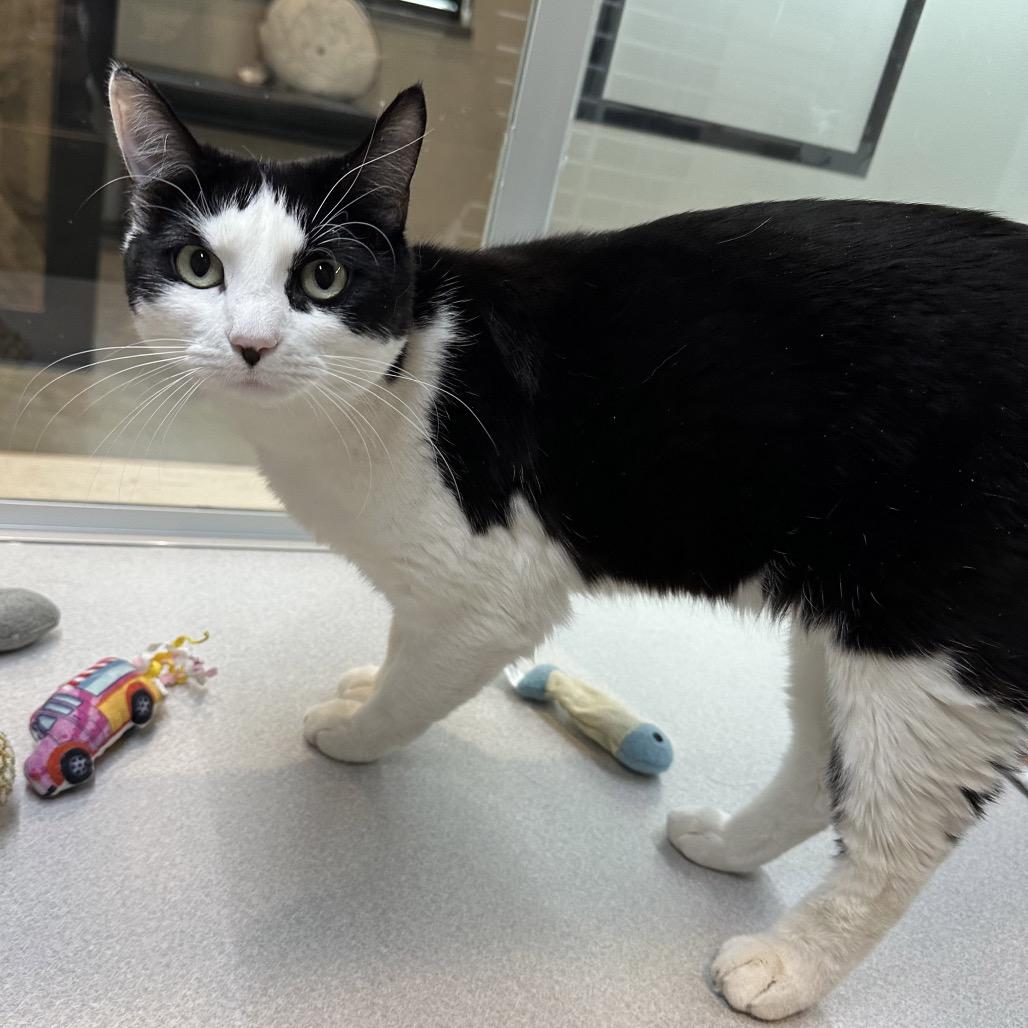 Lady, a Adoptable Domestic Short Hair in Hailey, ID image 6/6