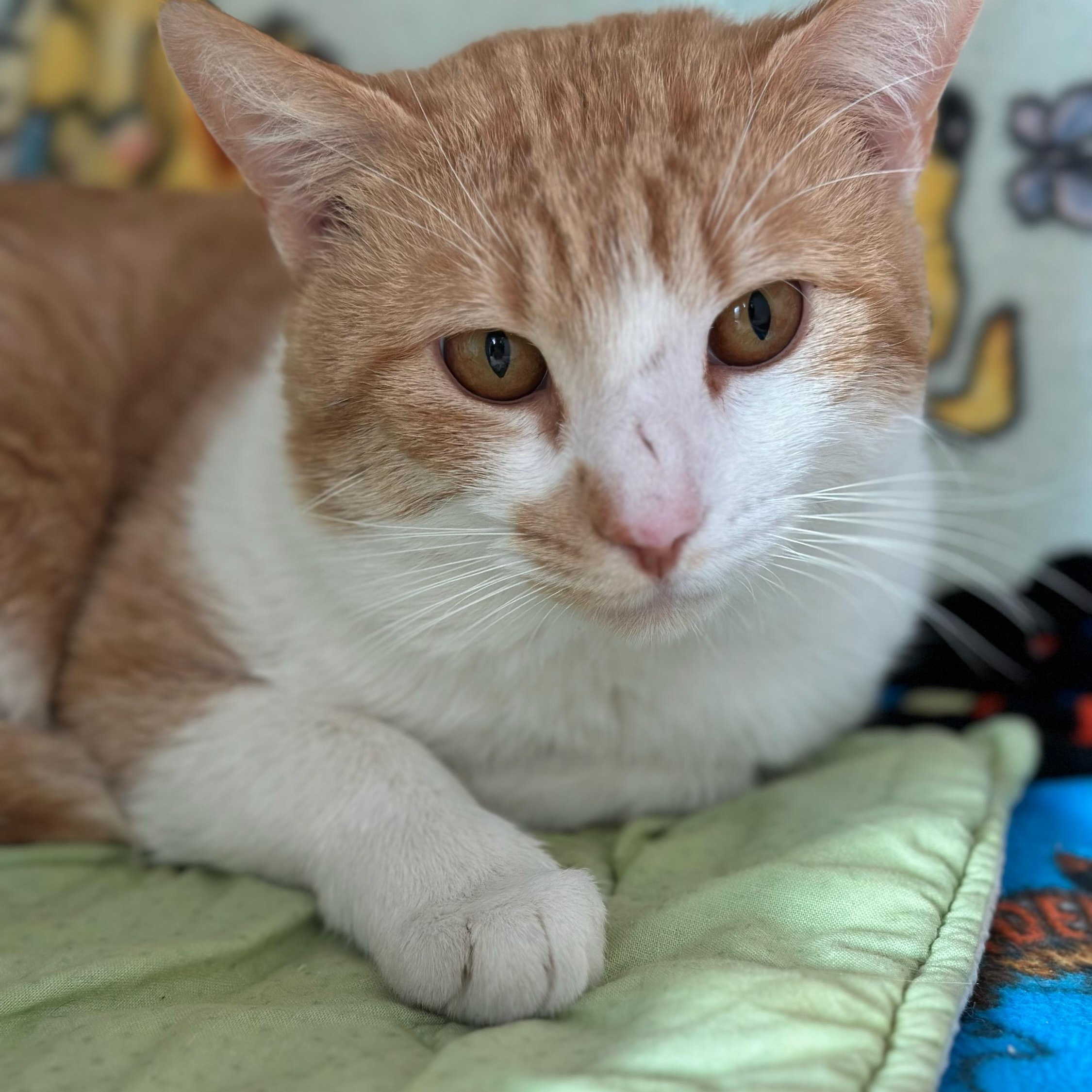 Enlarge PPM - Please Pet Me (ID 49873/84), a ADOPTABLE Domestic Short Hair in Manassas, VA image 1/2