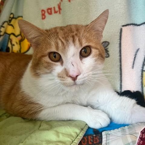 Enlarge PPM - Please Pet Me (ID 49873/84), a ADOPTABLE Domestic Short Hair in Manassas, VA image 2/2