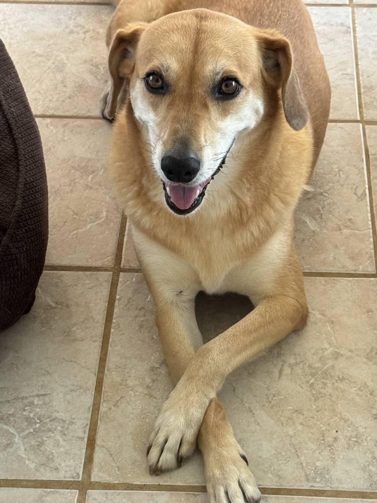 Katie, Adult Female Hound