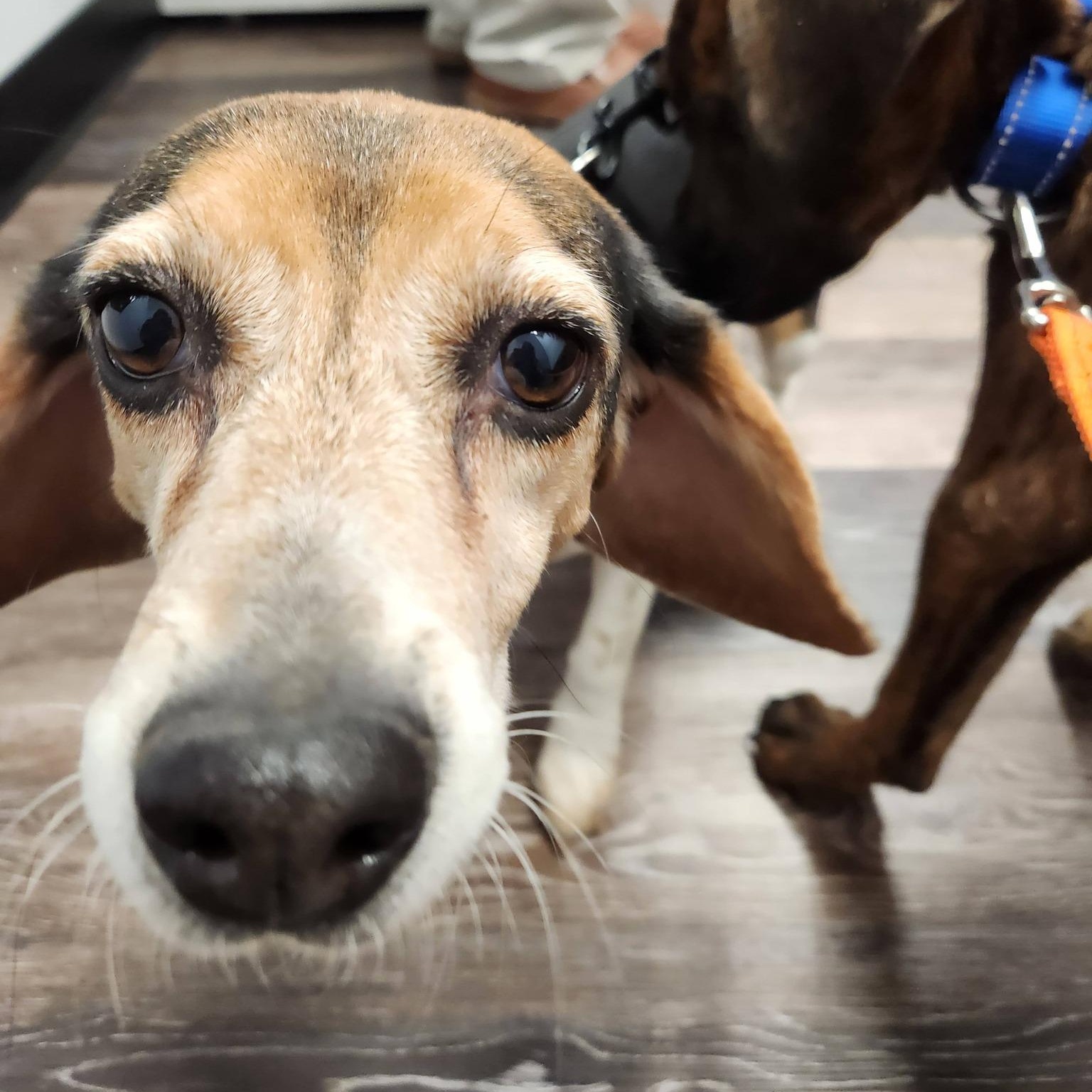 Enlarge Lucy - Adorable, Tiny Beagle!, a ADOPTABLE Beagle in Buford, GA image 2/6