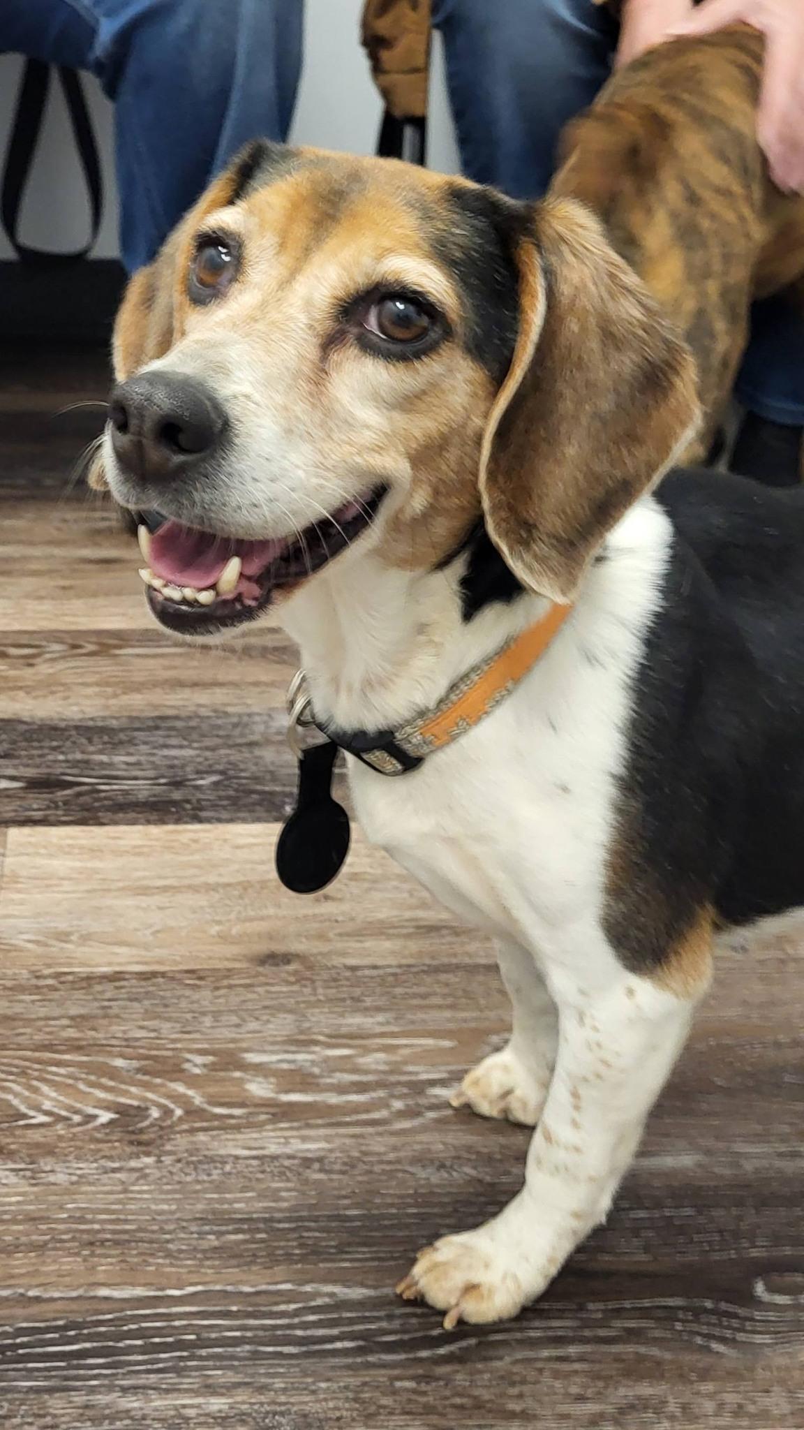 Lucy - Adorable, Tiny Beagle!, ADOPTABLE, Adult Female Beagle.