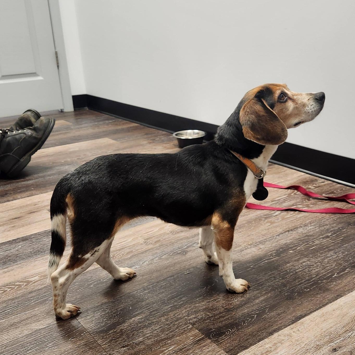 Enlarge Lucy - Adorable, Tiny Beagle!, a ADOPTABLE Beagle in Buford, GA image 4/6