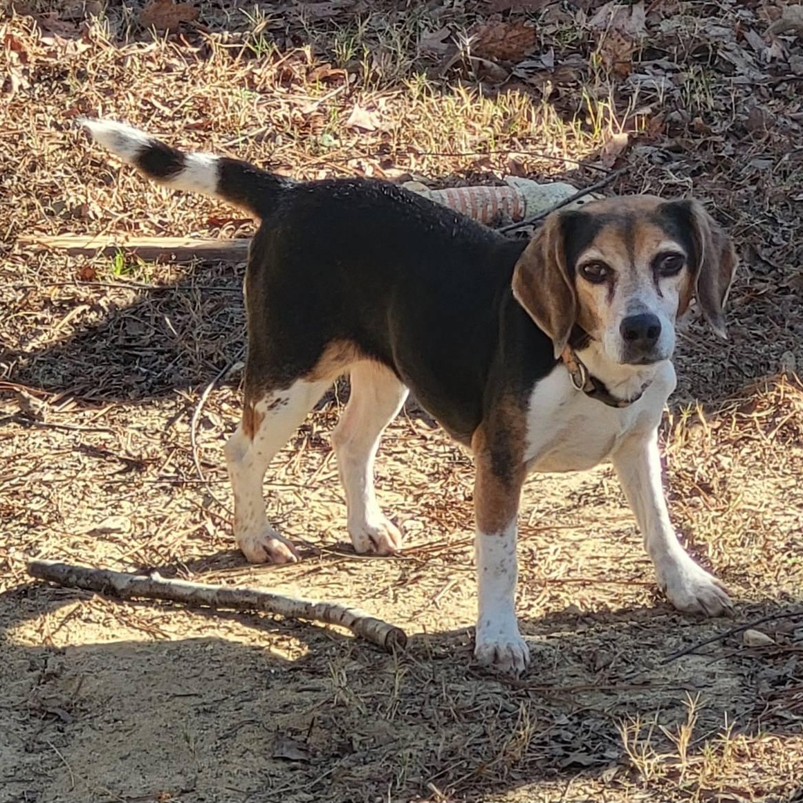 Lucy - Adorable, Tiny Beagle!, ADOPTABLE, Adult Female Beagle.