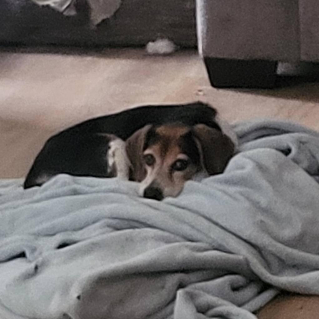 Enlarge Lucy - Adorable, Tiny Beagle!, a ADOPTABLE Beagle in Buford, GA image 3/6