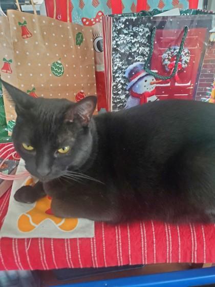 Lovey, Adoptable, Young Female Domestic Short Hair & Domestic Short Hair.