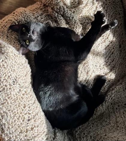 Enlarge Lovey, a Adoptable Domestic Short Hair in San Diego, CA image 2/3