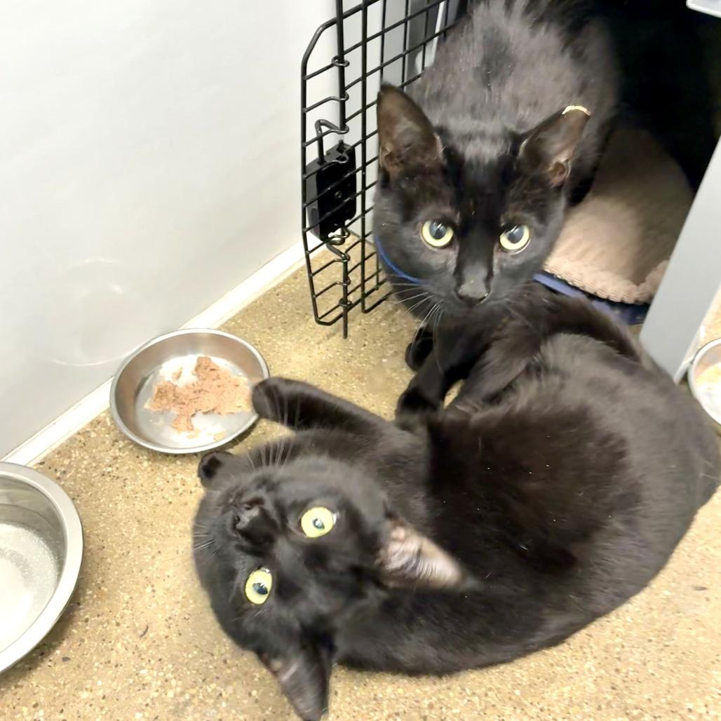 Clover (c2026) — thumbnail 3