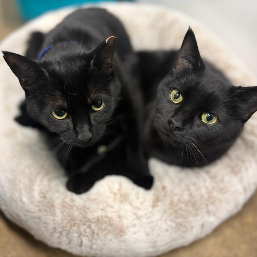 Clover (c2026) — thumbnail 4