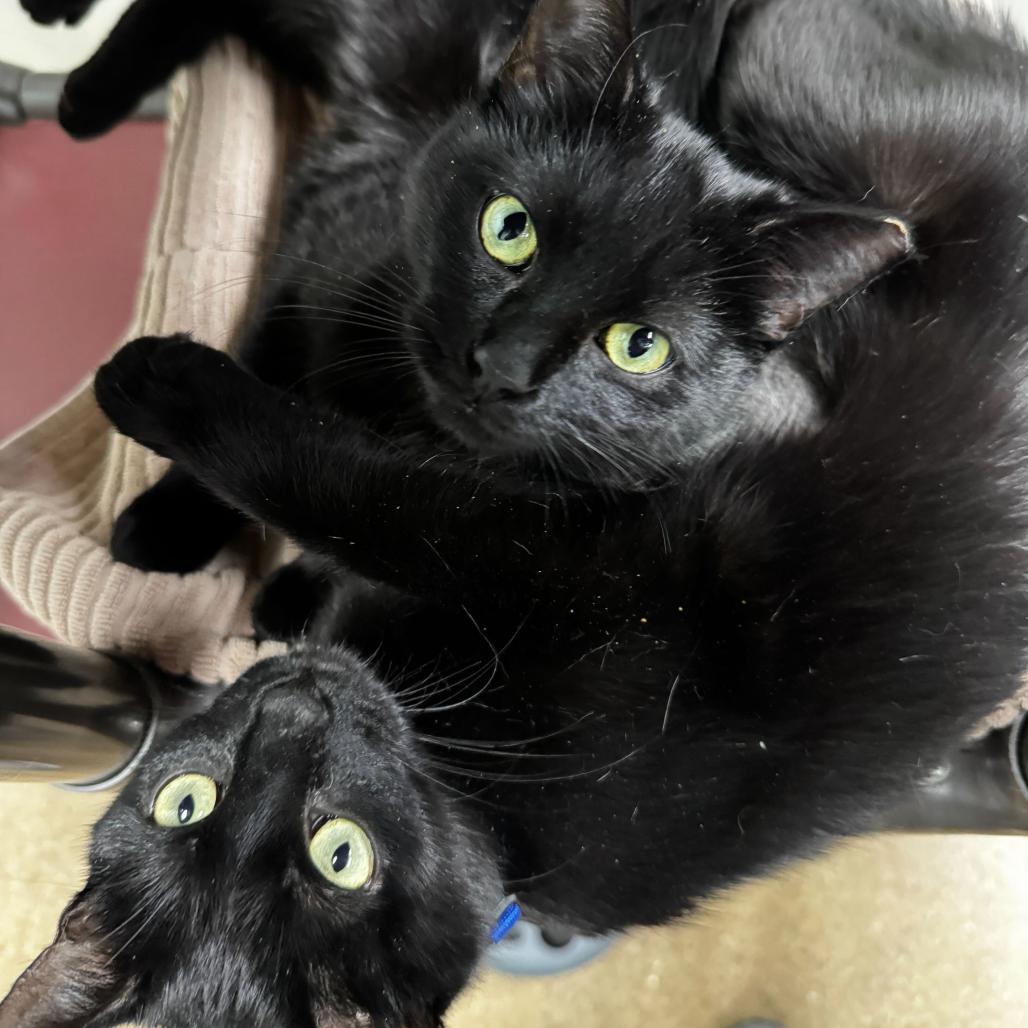 Clover (c2026) — thumbnail 5