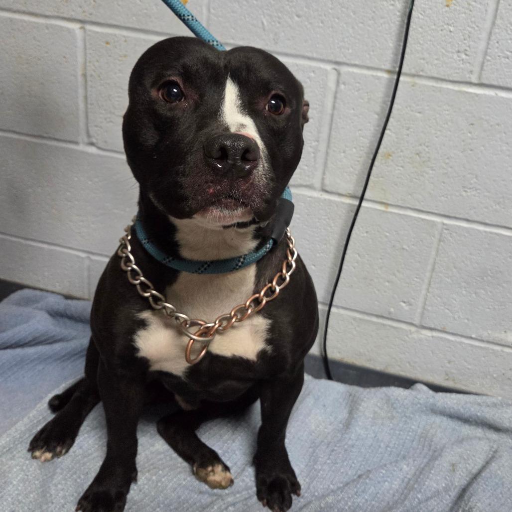 Swivel, Adoptable, Adult Male Pit Bull Terrier & Mixed Breed.