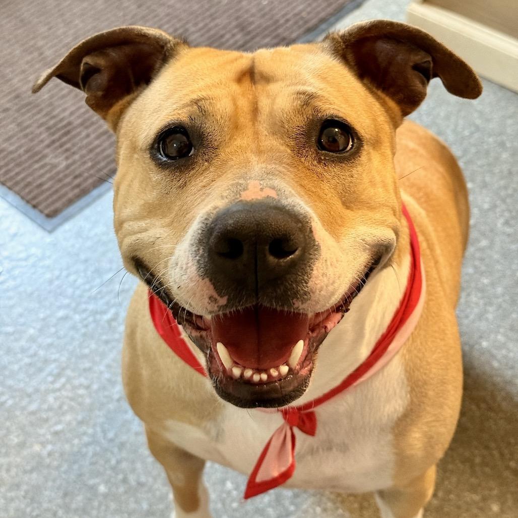 Sunshine, Adoptable, Adult Female English Bulldog & Terrier.