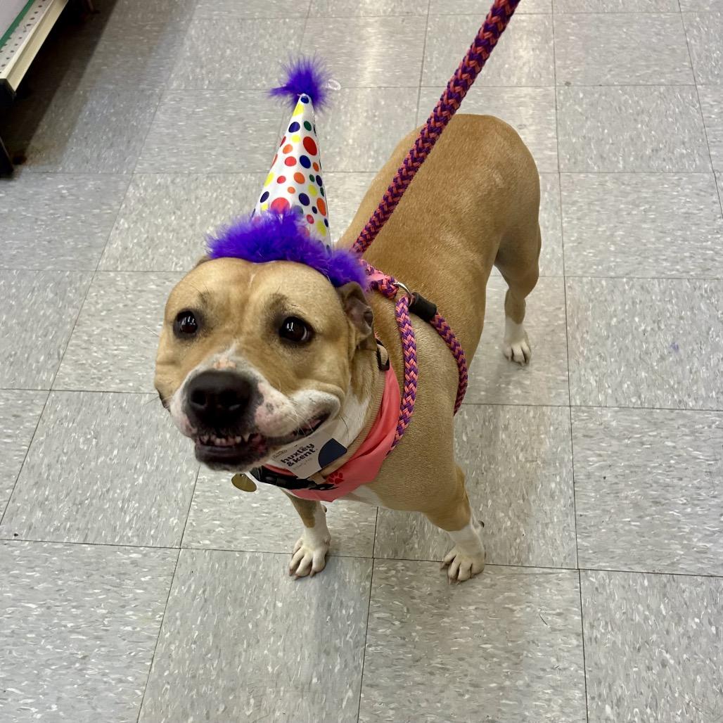 Enlarge Sunshine, a Adoptable mixed breed in Metamora, MI image 2/6