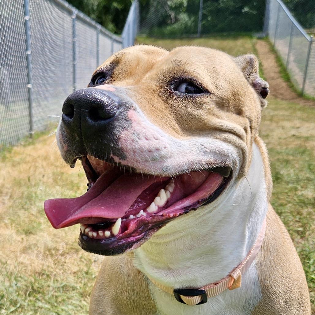 Enlarge Sunshine, a Adoptable mixed breed in Metamora, MI image 3/6