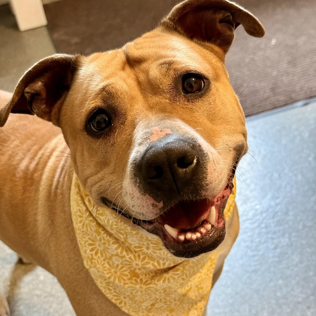 Enlarge Sunshine, a Adoptable mixed breed in Metamora, MI image 4/6