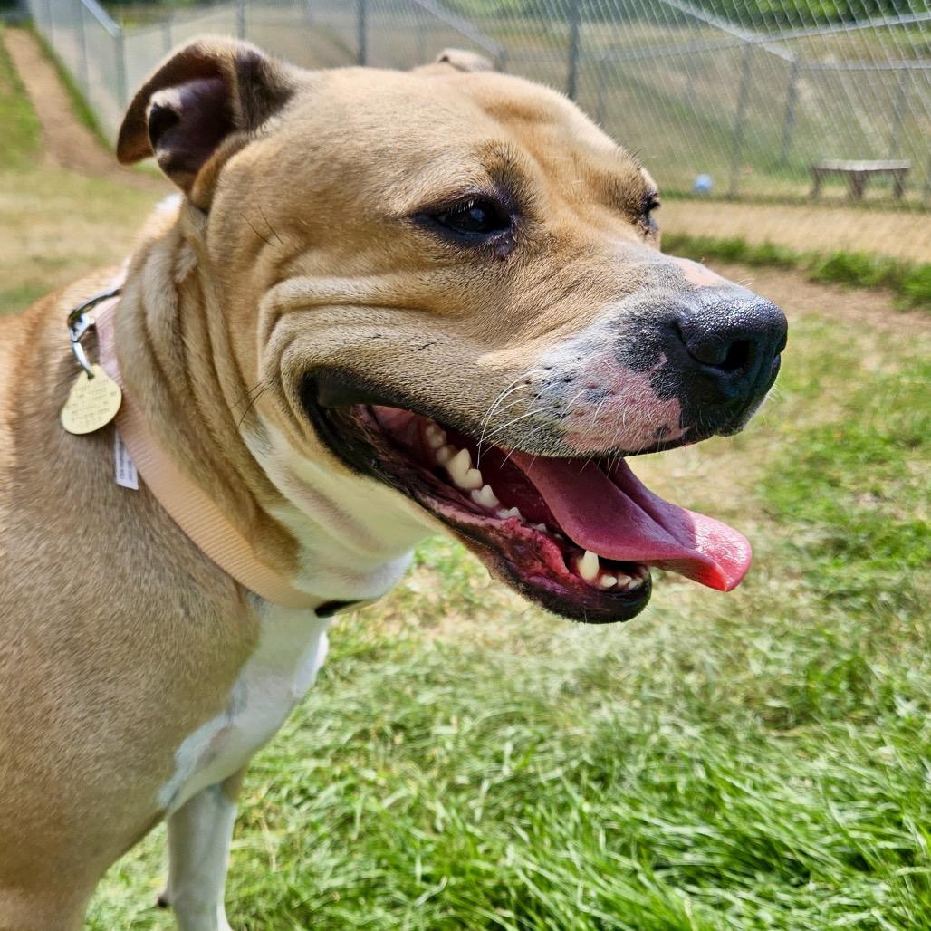 Enlarge Sunshine, a Adoptable mixed breed in Metamora, MI image 5/6
