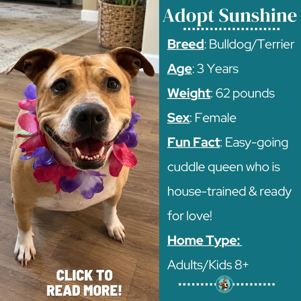 Enlarge Sunshine, a Adoptable mixed breed in Metamora, MI image 6/6