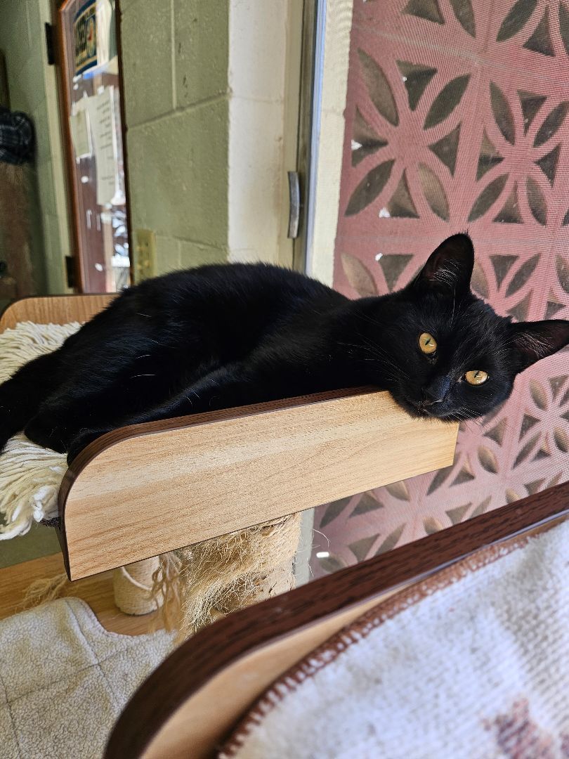 Ziggy, Adoptable, Young Male Domestic Short Hair.