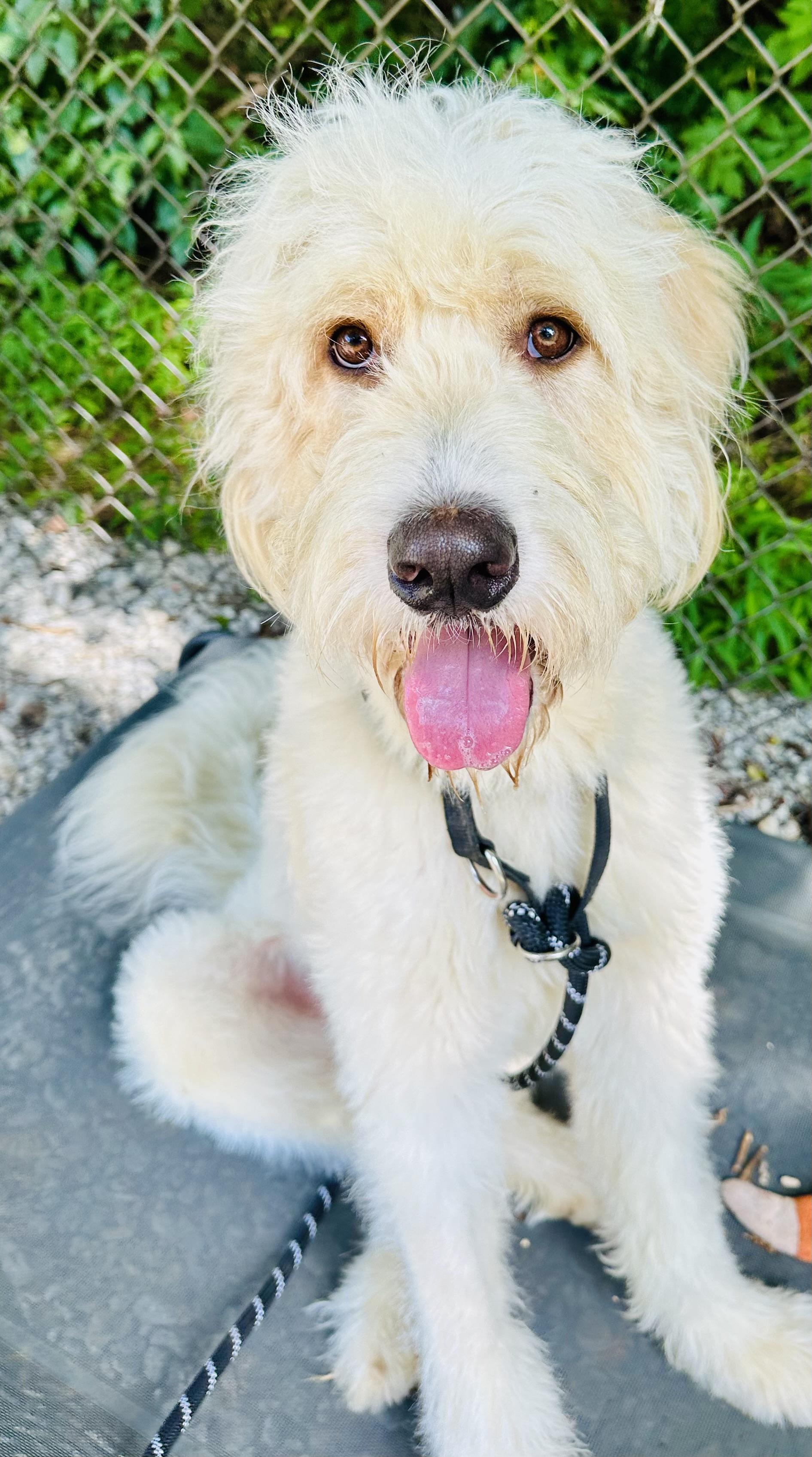Enlarge Winston, a Adopted Sheepadoodle in Franklin, NC image 1/4
