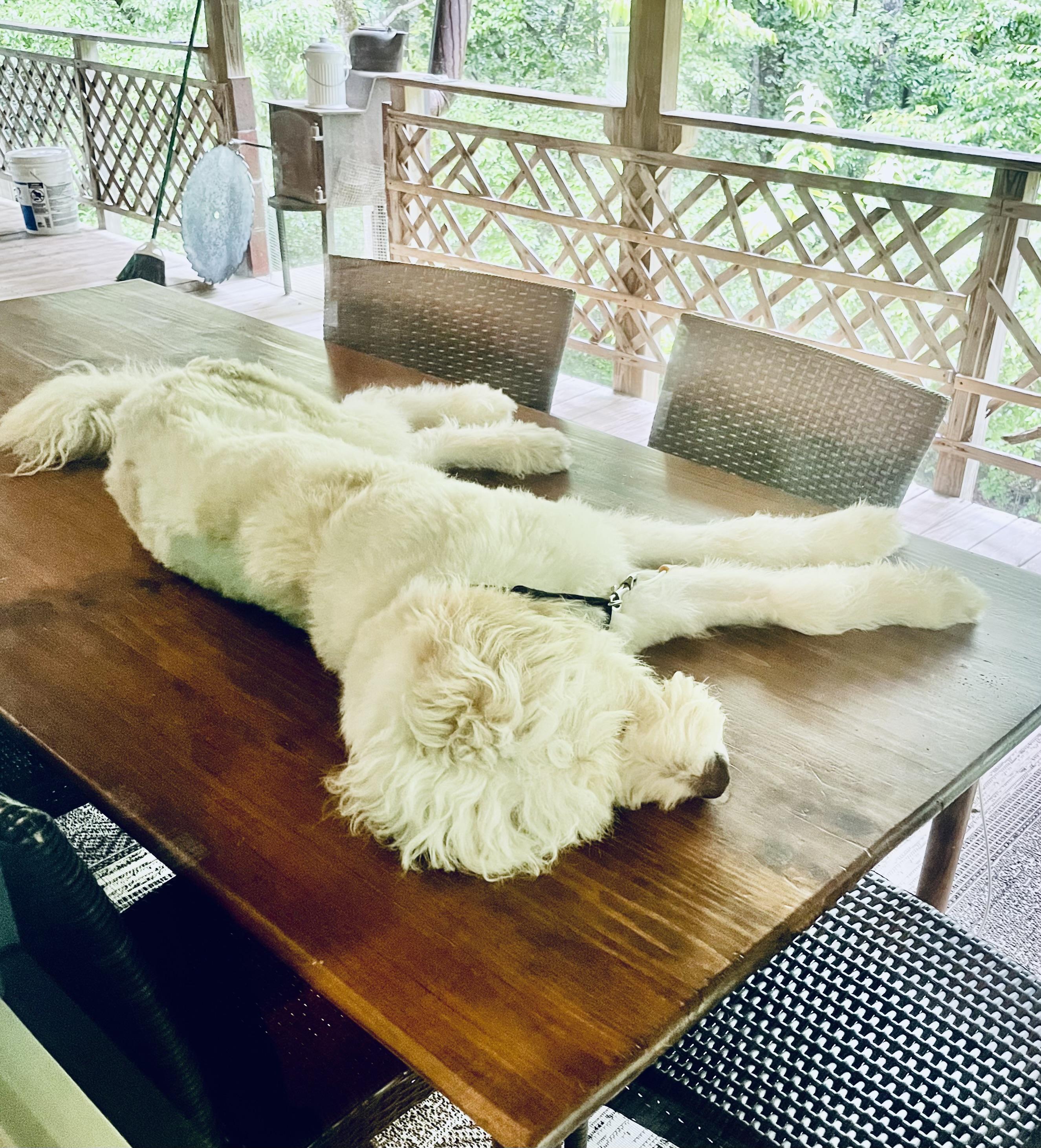 Enlarge Winston, a Adopted Sheepadoodle in Franklin, NC image 2/4