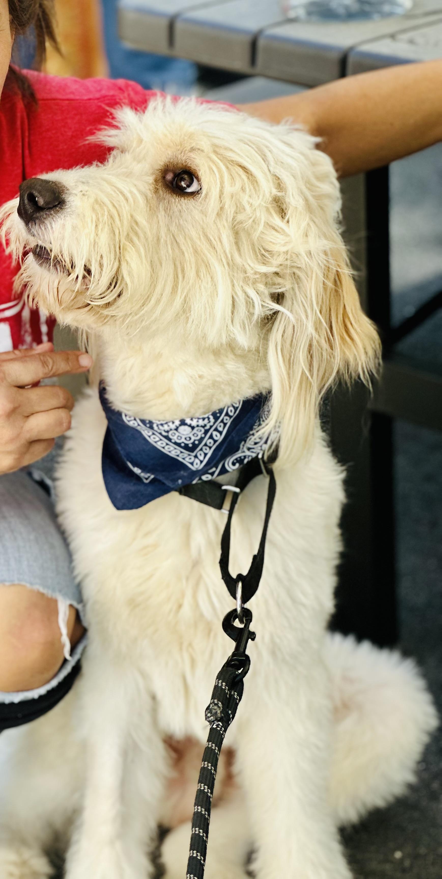 Enlarge Winston, a Adopted Sheepadoodle in Franklin, NC image 3/4
