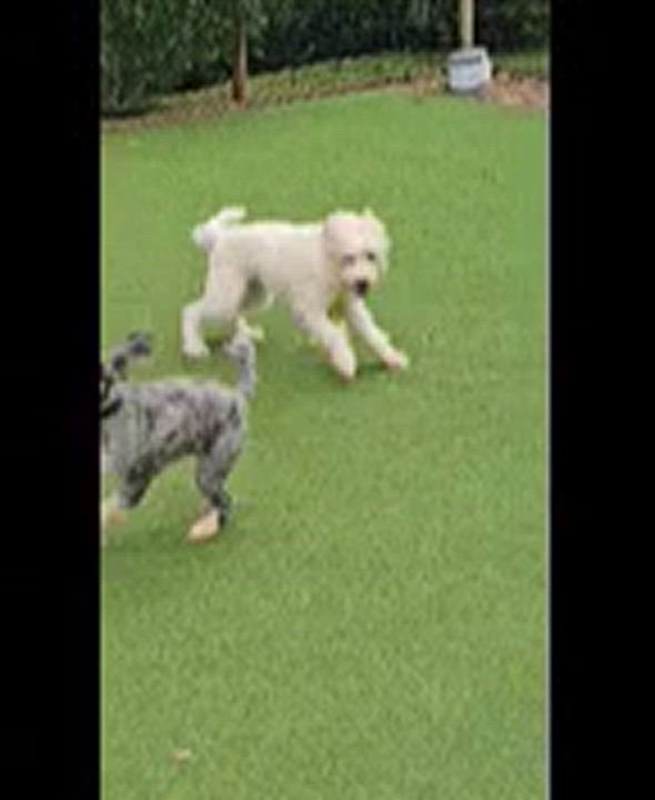 Enlarge Winston, a Adopted Sheepadoodle in Franklin, NC video 4/4