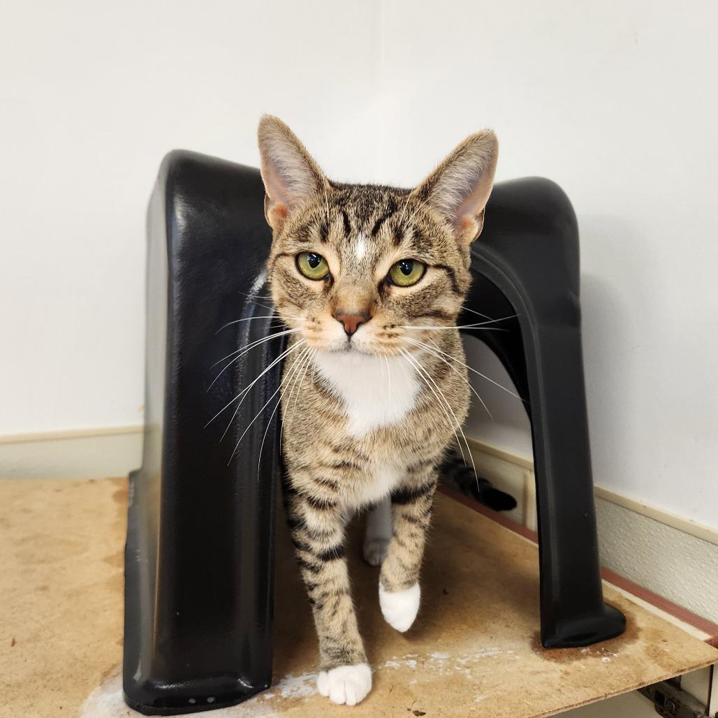 Abita, Adoptable, Adult Female Domestic Short Hair.
