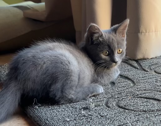 Anastasia, Adopted, Young Female Domestic Short Hair.