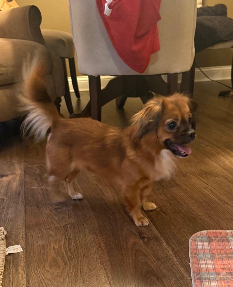 Daisy, a ADOPTABLE Tibetan Spaniel in Barrington, IL image 1/4