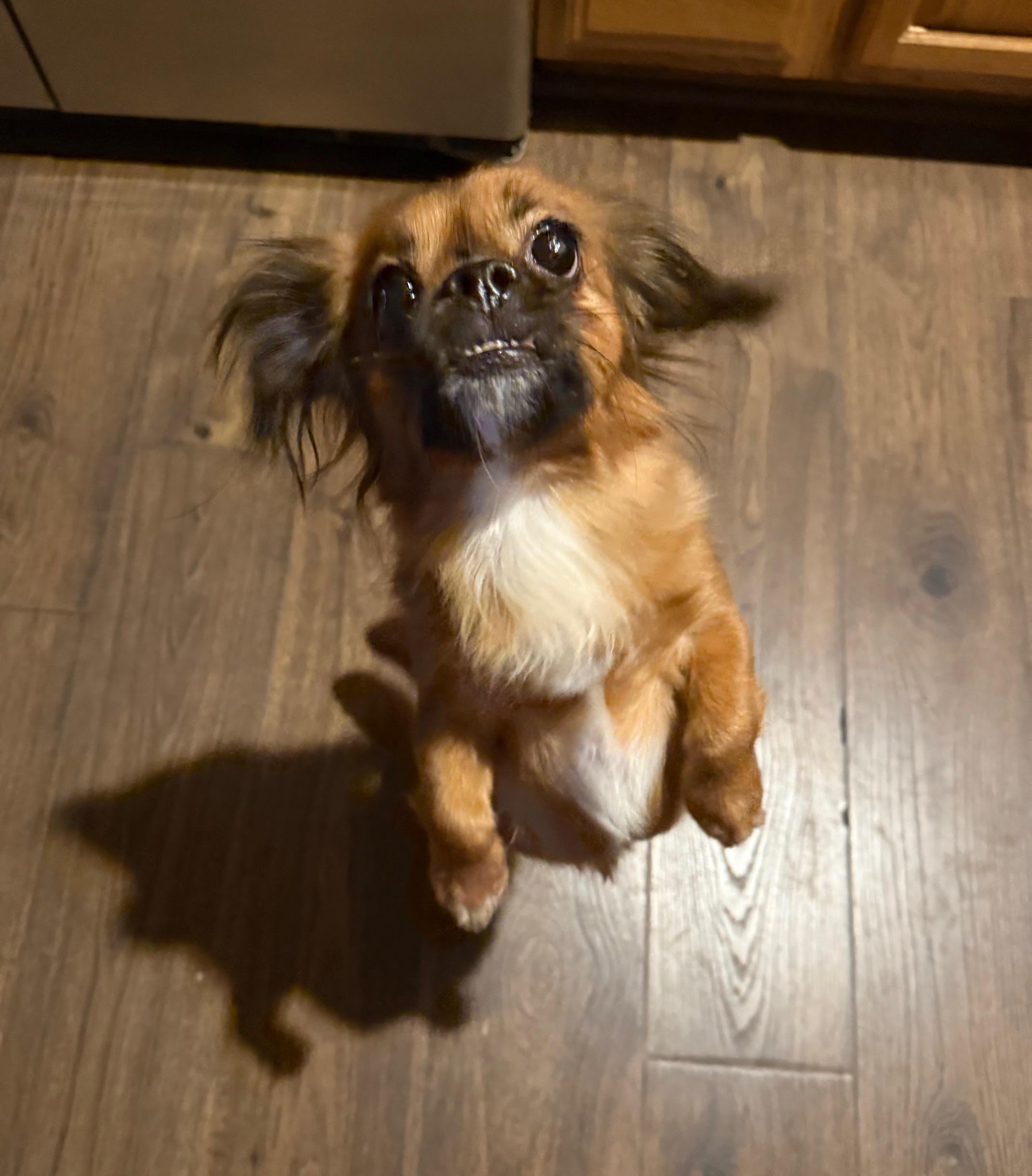 Daisy, a ADOPTABLE Tibetan Spaniel in Barrington, IL image 2/4
