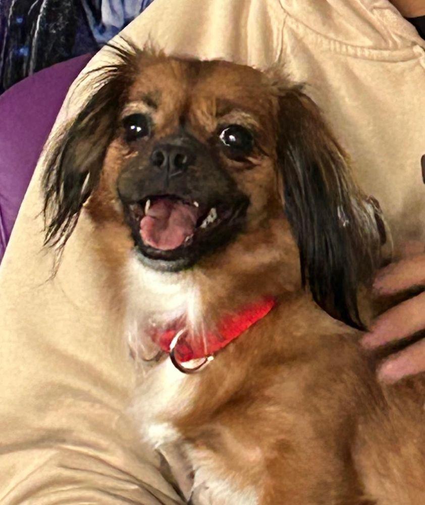 Daisy, a ADOPTABLE Tibetan Spaniel in Barrington, IL image 3/4