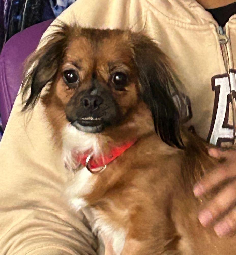 Daisy, a ADOPTABLE Tibetan Spaniel in Barrington, IL image 4/4