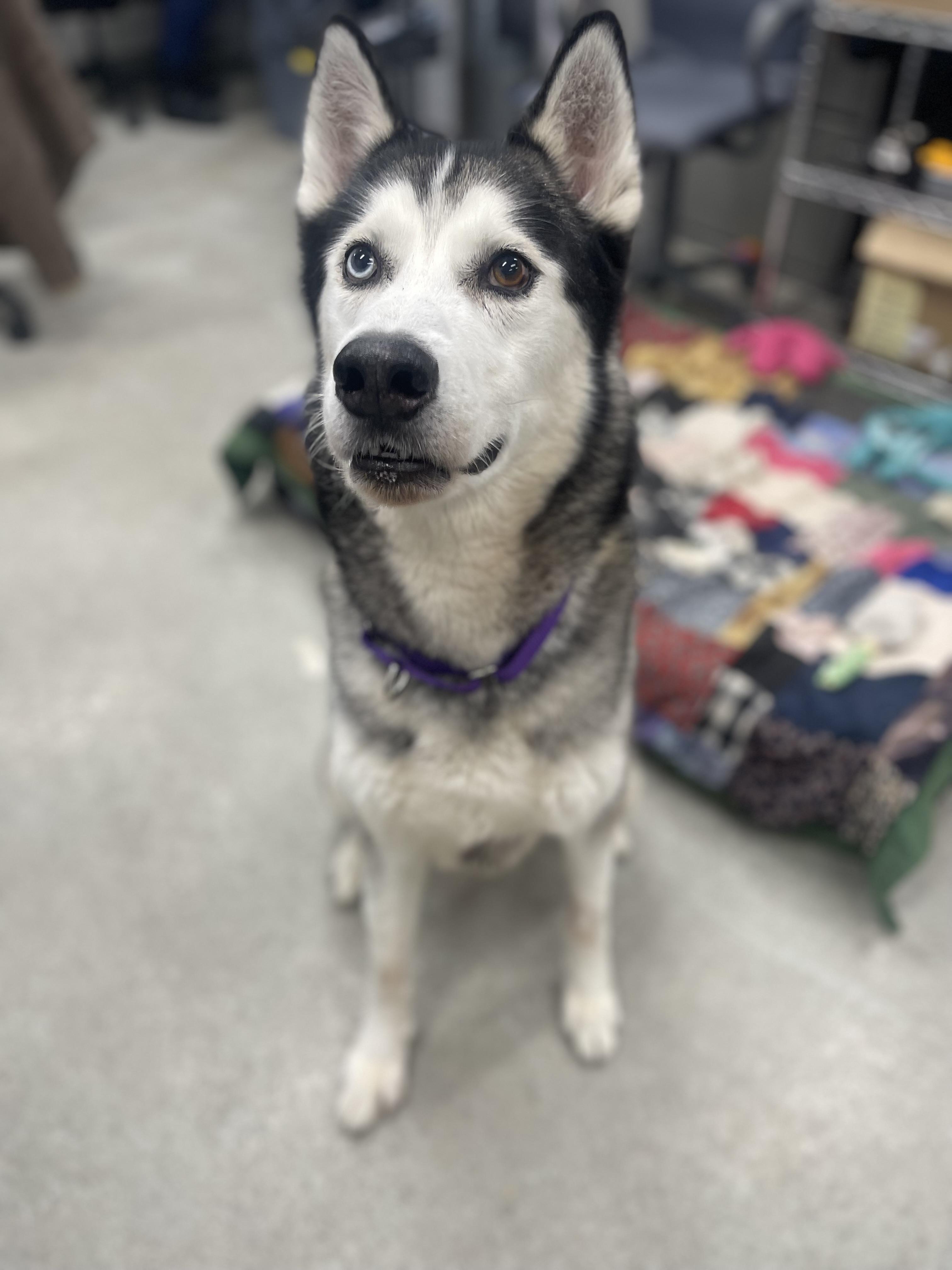 Kimo, an adoptable Siberian Husky in Mississauga, ON, L5C 4H4 | Photo Image 2