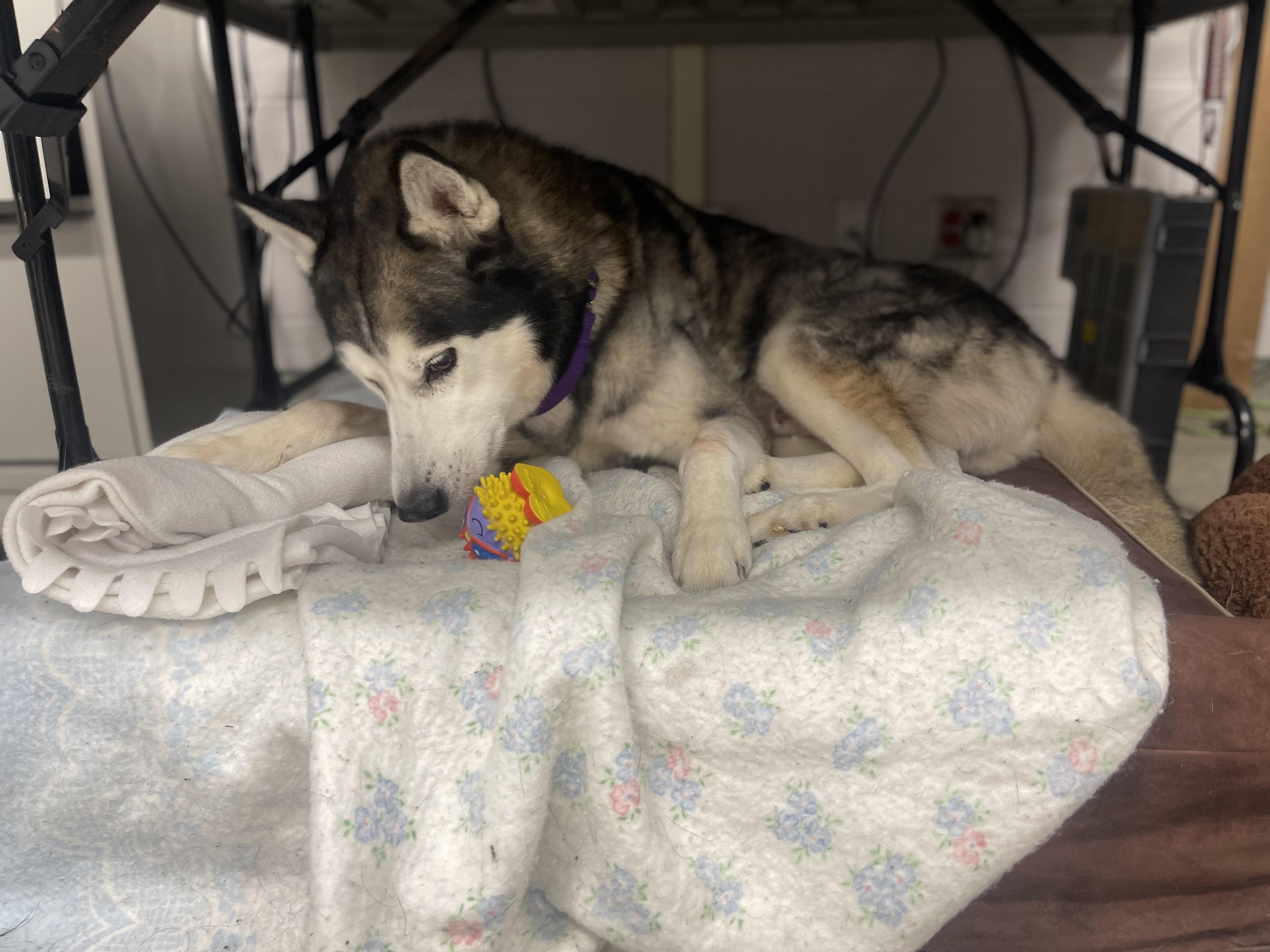 Kimo, an adoptable Siberian Husky in Mississauga, ON, L5C 4H4 | Photo Image 3