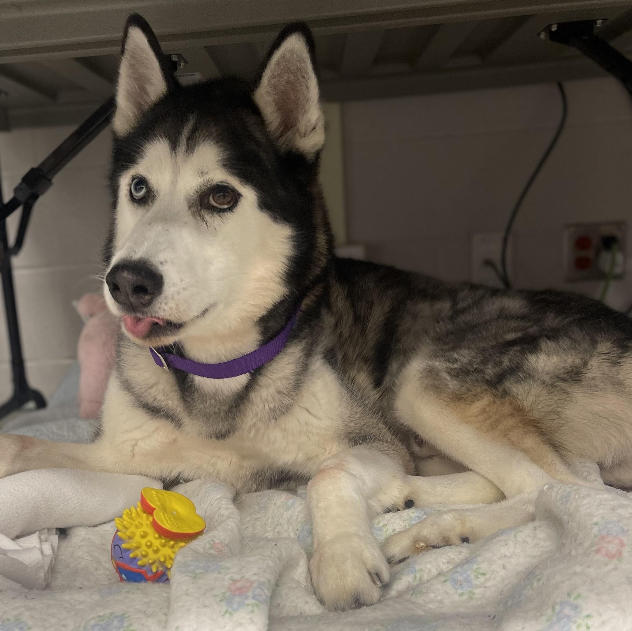 Kimo, Adult Male Siberian Husky
