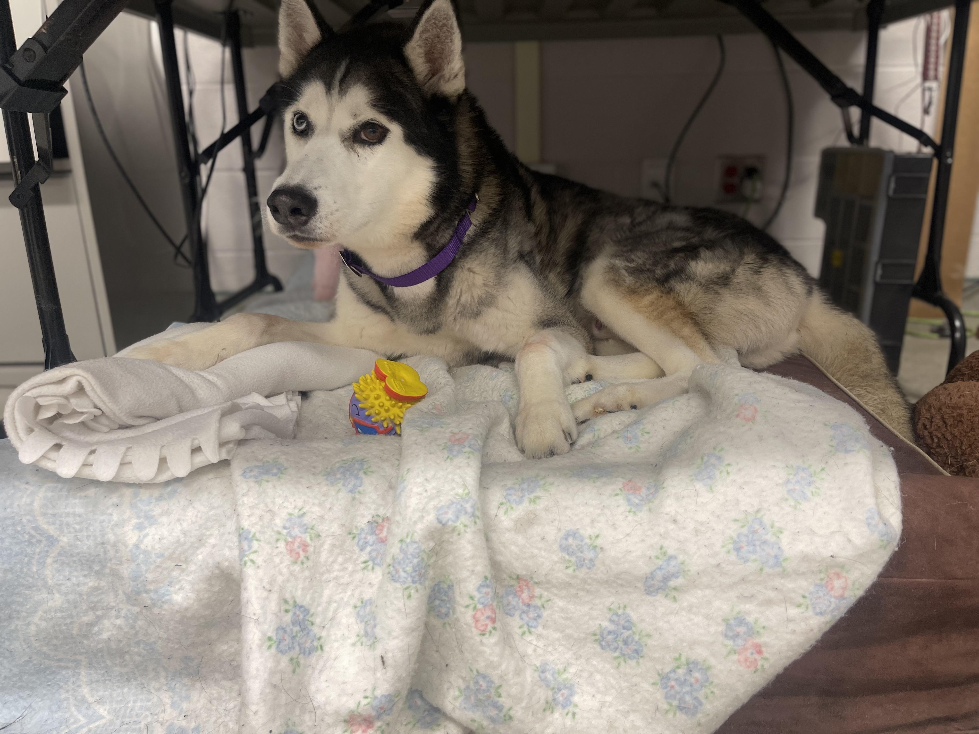 Kimo, an adoptable Siberian Husky in Mississauga, ON, L5C 4H4 | Photo Image 4