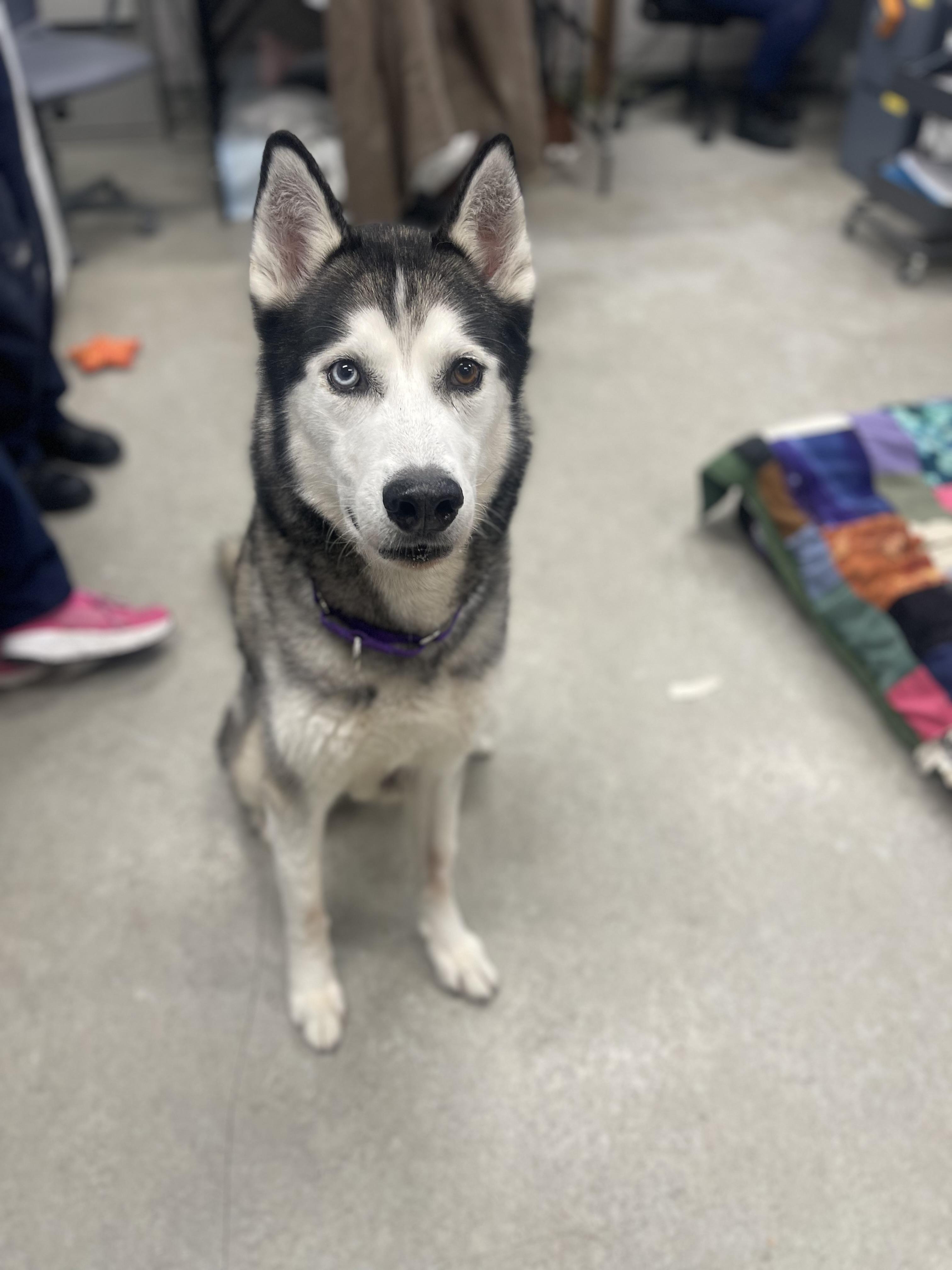 Kimo, an adoptable Siberian Husky in Mississauga, ON, L5C 4H4 | Photo Image 5