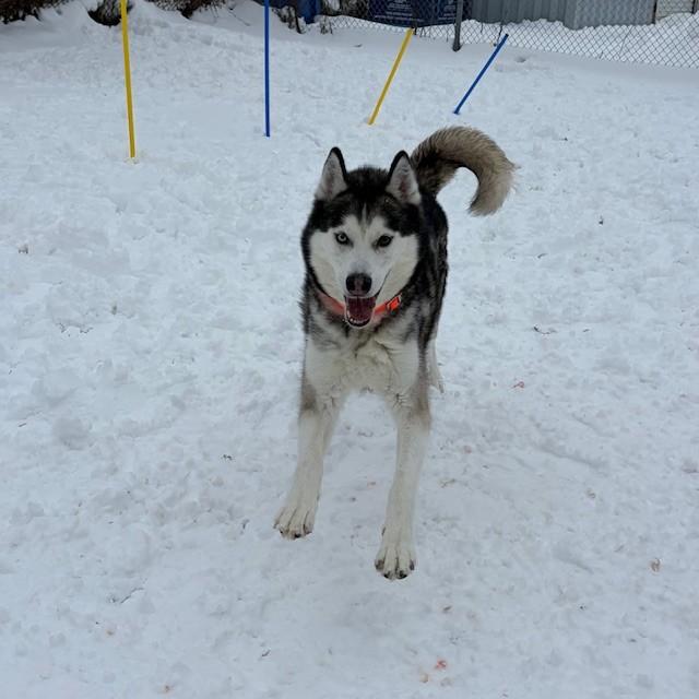 Enlarge Kimo - Reduced adoption fee (cost of a license), a Adoptable Siberian Husky in Mississauga, ON image 5/6