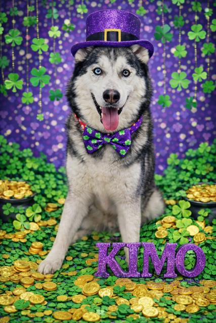 Kimo - Reduced adoption fee (cost of a license), Adoptable, Adult Male Siberian Husky.