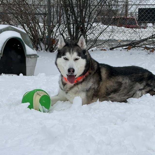 Enlarge Kimo - Reduced adoption fee (cost of a license), a Adoptable Siberian Husky in Mississauga, ON image 3/6