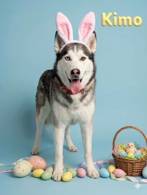 Kimo - Reduced adoption fee (cost of a license), Adoptable, Adult Male Siberian Husky.