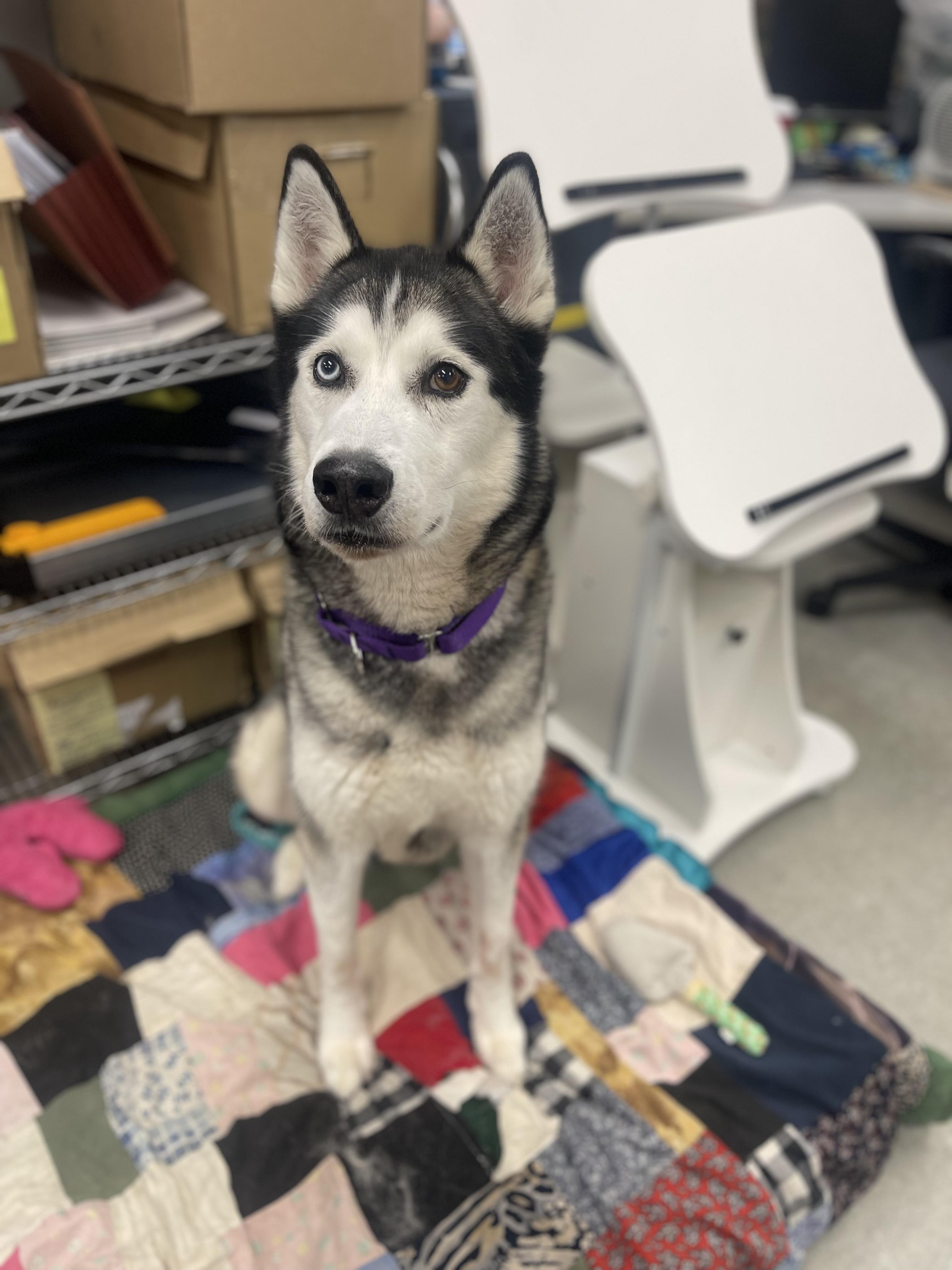 Kimo, a Adoptable Siberian Husky in Mississauga, ON image 6/6