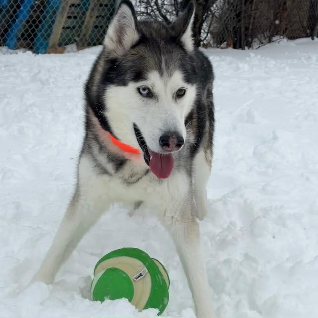 Kimo - Reduced adoption fee (cost of a license), Adoptable, Adult Male Siberian Husky.