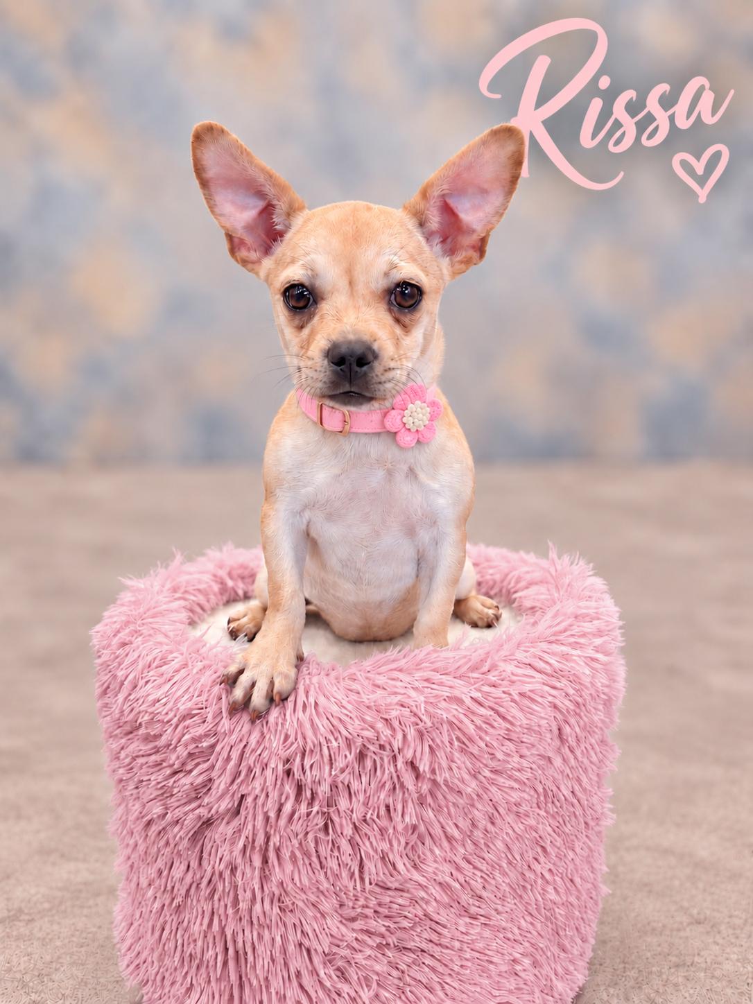 Rissa, Adopted, Young Female French Bulldog.