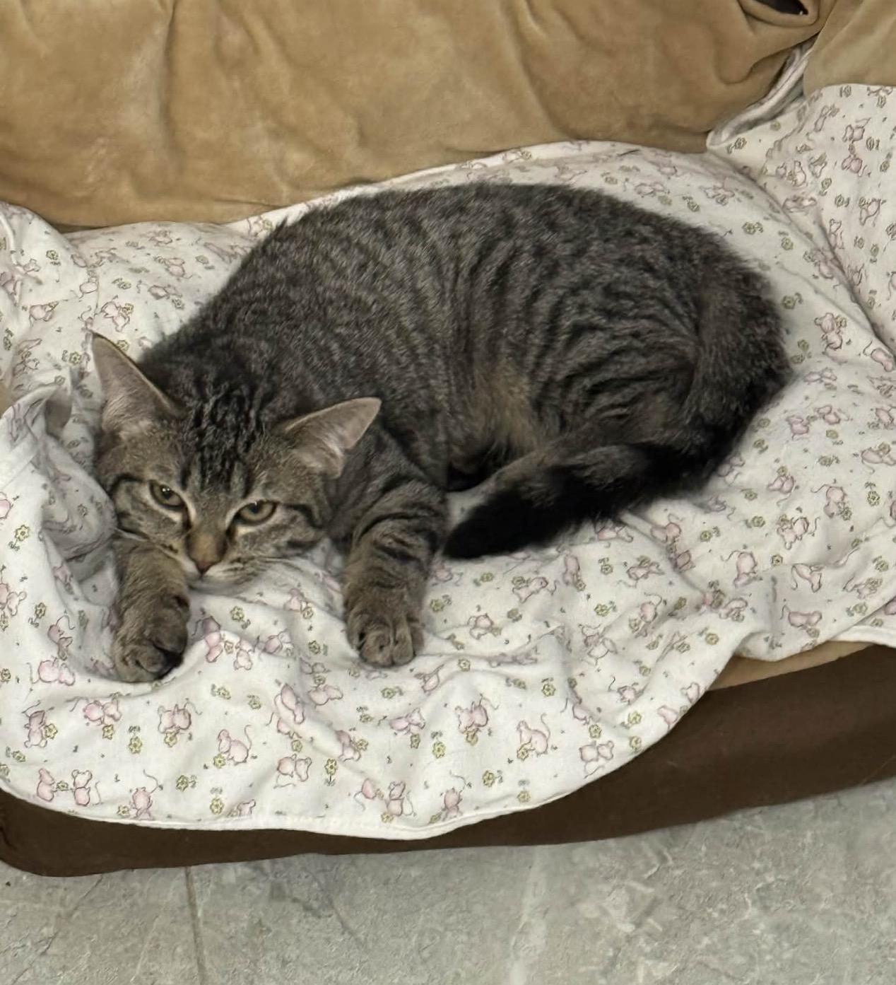 Bells and Jingle , an adopted mixed breed in Staten Island, NY image 4/6