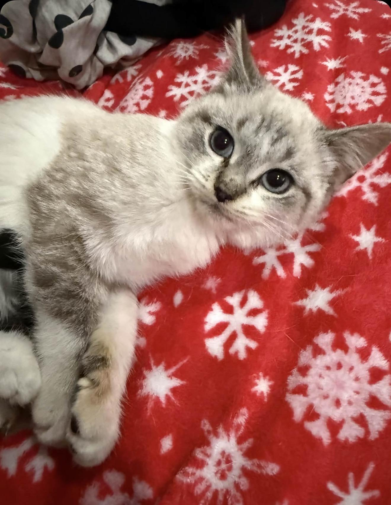 Bells and Jingle , an adopted mixed breed in Staten Island, NY image 3/6