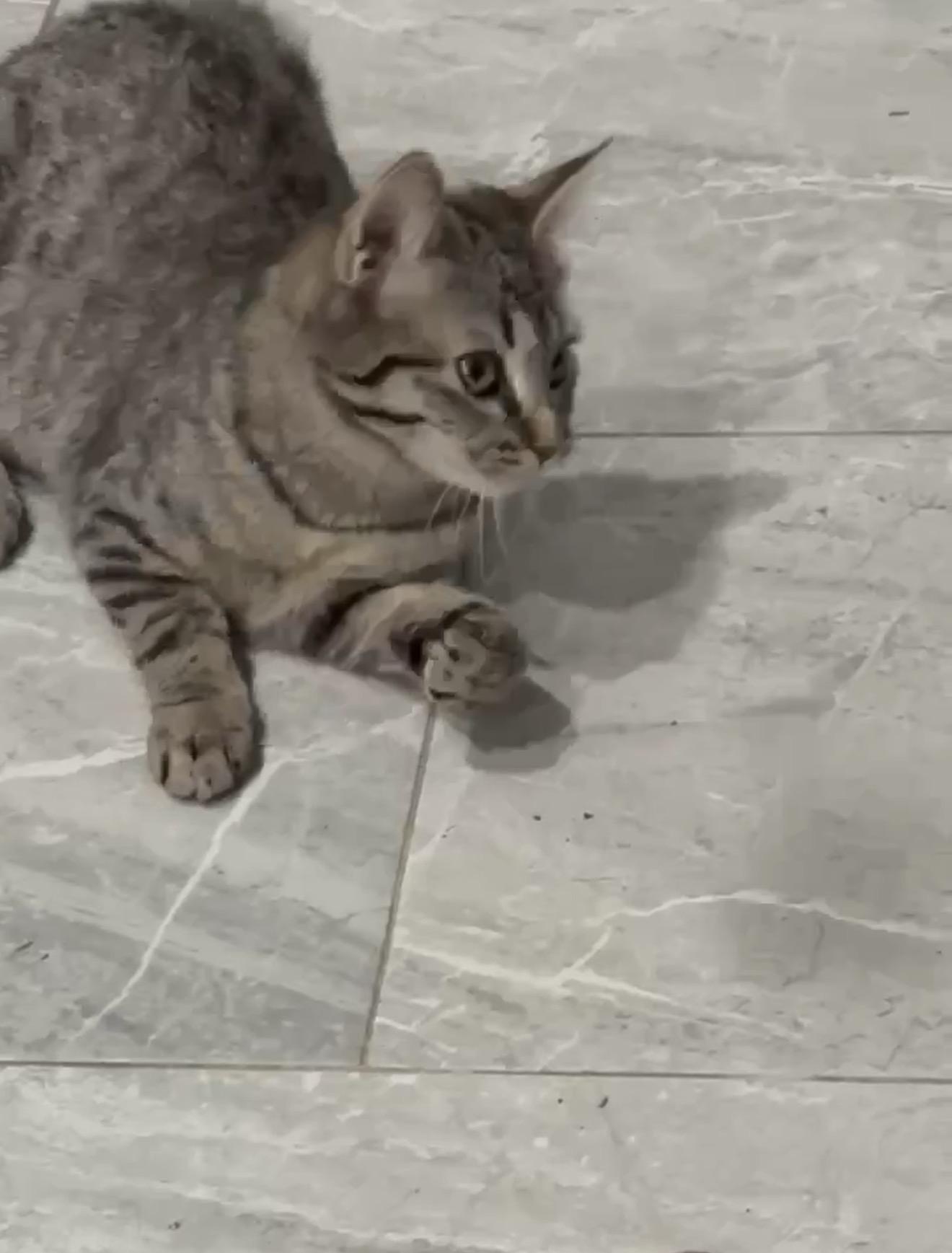 Bells and Jingle , an adopted mixed breed in Staten Island, NY image 5/6