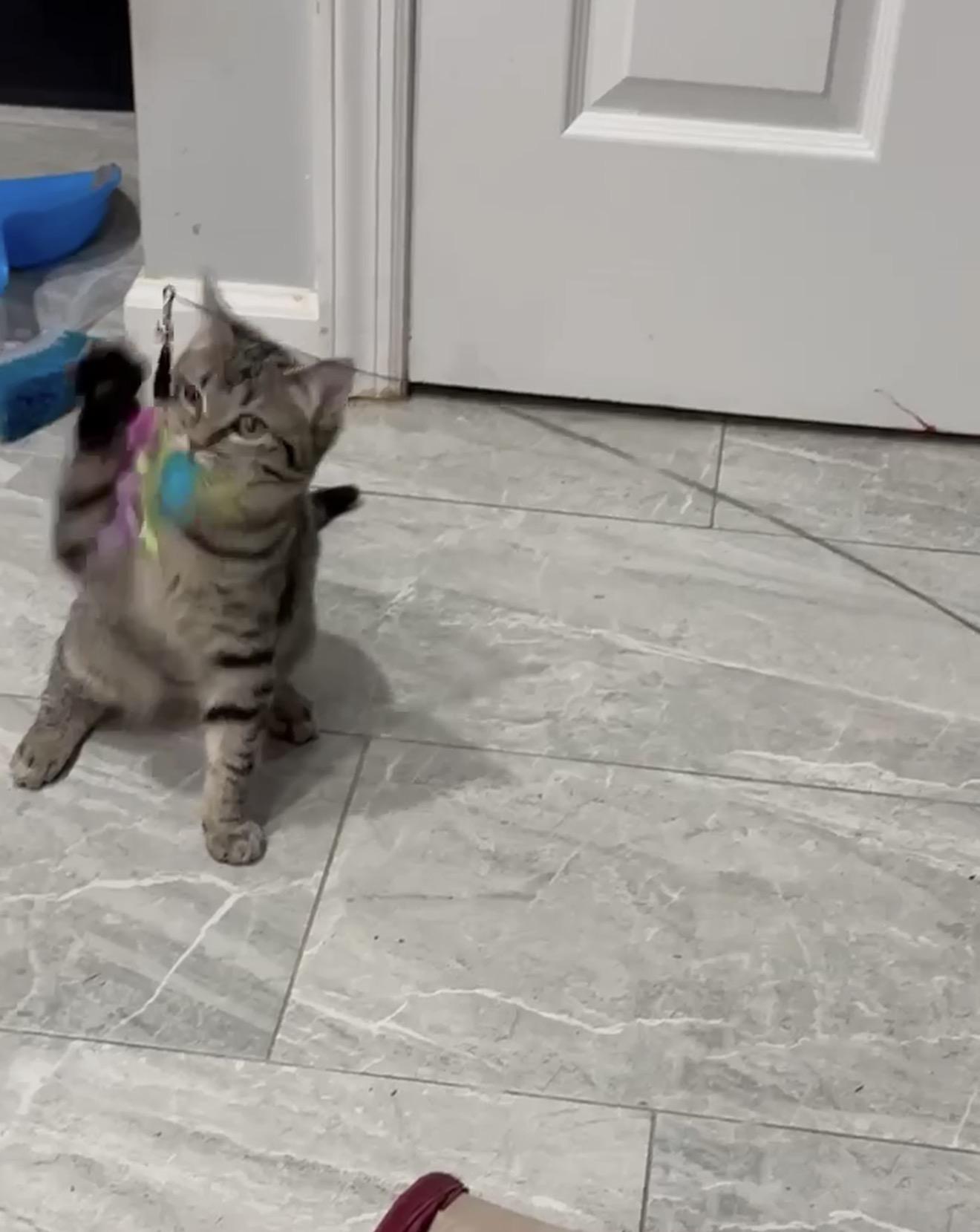 Bells and Jingle , adopted, Kitten Female Siamese & Domestic Short Hair.