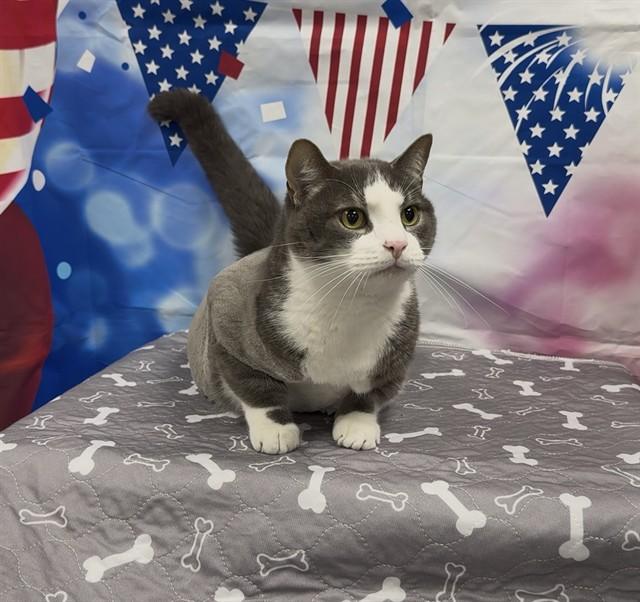 BIG MAC, Adoptable, Young Male Domestic Short Hair.